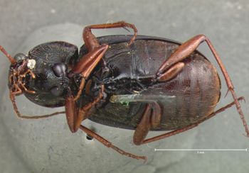 Media type: image;   Entomology 8002 Aspect: habitus ventral view